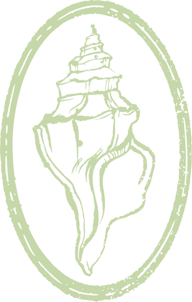 dessin coquillage vert clair