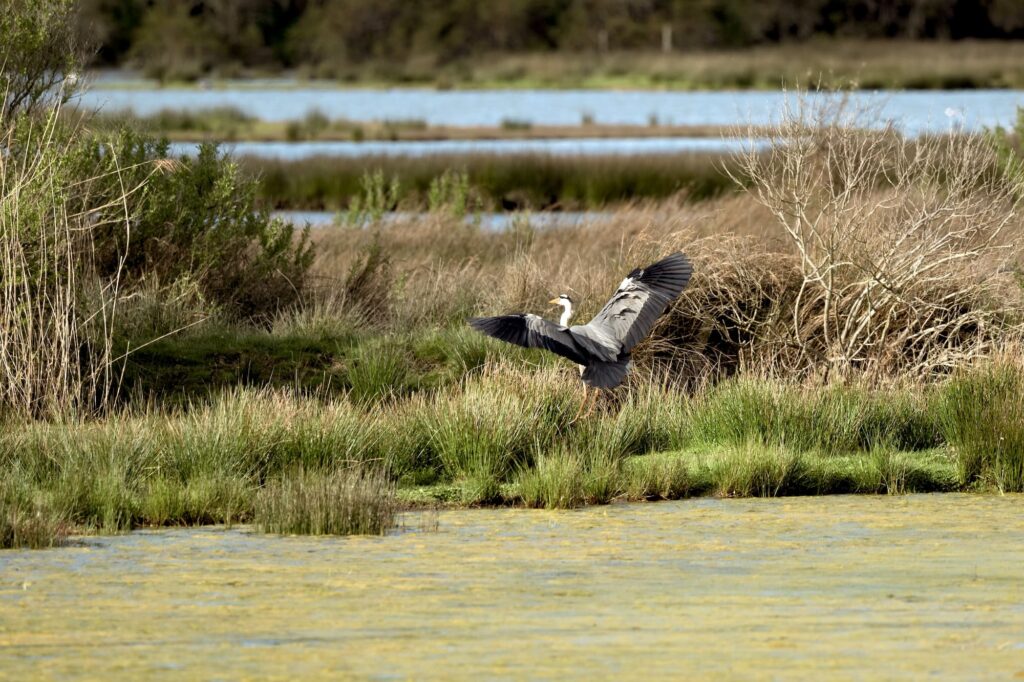 reserve ornithologique teich sites naturels camping pasteur