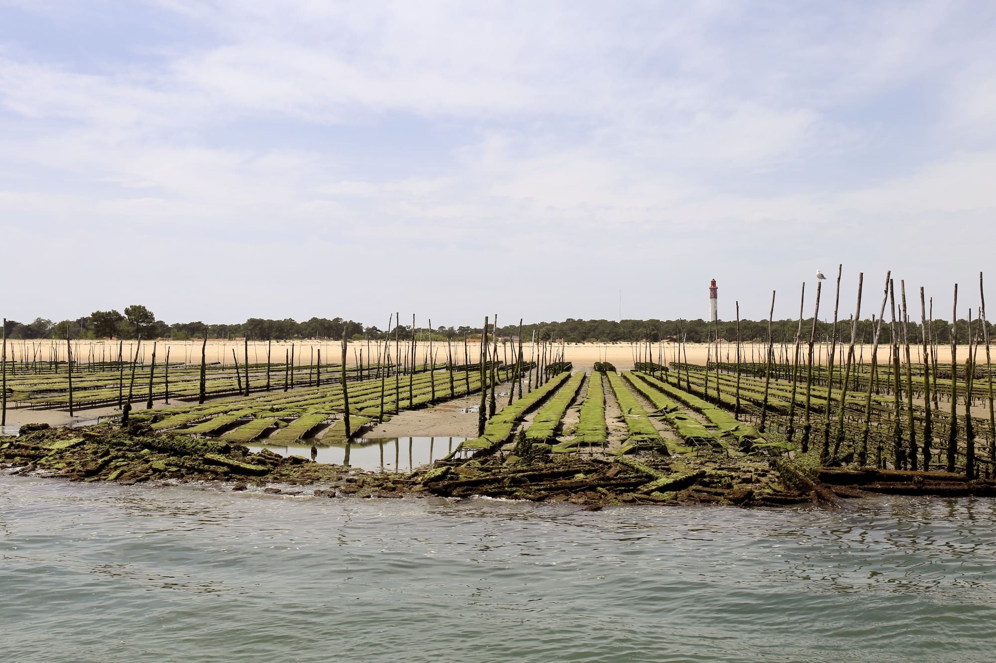 reserve site naturel parc huitres arcachon bassin camping pasteur