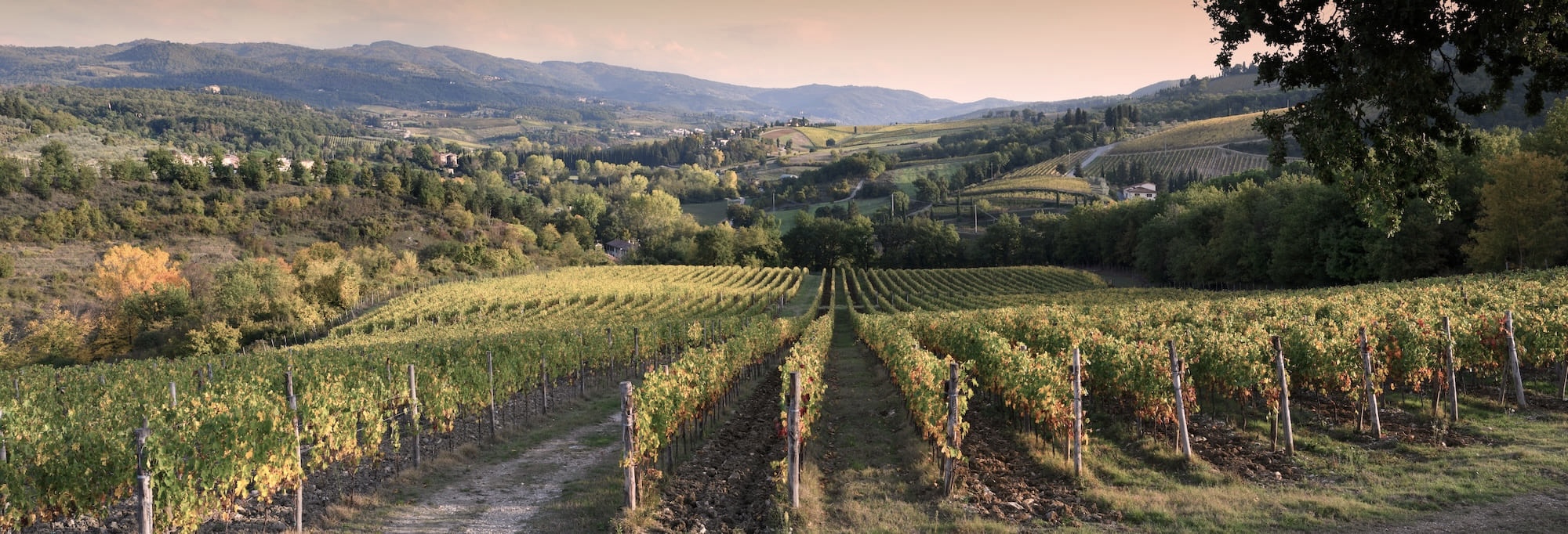 vignoble bordelais bordeaux camping pasteur